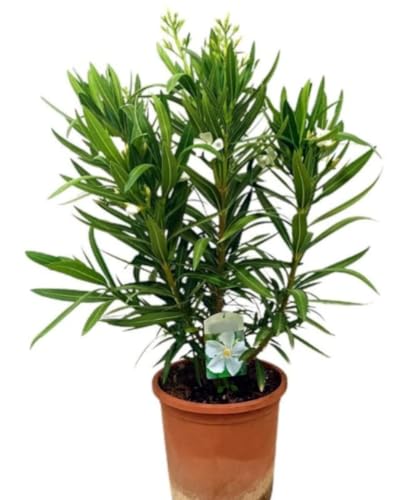Planta natural Adelfa Nerium Oleander Blanca, 30 cm. Arbusto ornamental, con flores vistosas y muy resistentes. Segura Garden.