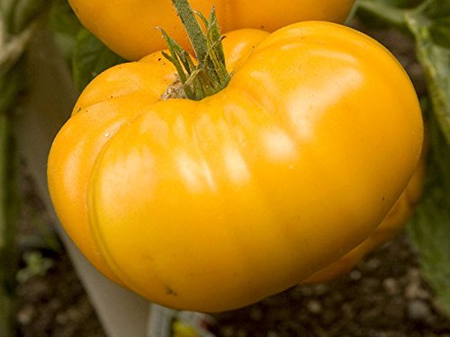 30 GIALLO BRANDYWINE POMODORO 2018 (tutti i non-OGM semi cimelio vegetali!)