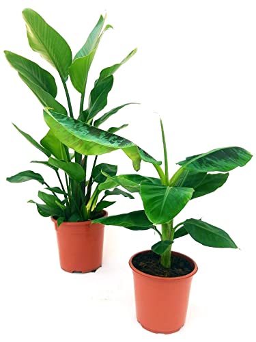 POWERS TO FLOWERS - BANANO XXL, VASO 20CM DIAMETRO e STRELITZIA AUGUSTA, UCCELLO DEL PARADISO, VASO 22CM DIAMETRO, ALTEZZA 110/120 CM, piante vere