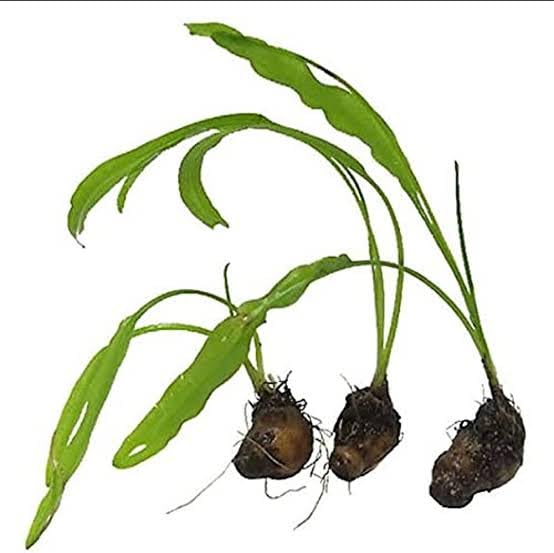 Aponogeton Aquarium Plant - Vibrant Greenery for Freshwater Tanks" (pack of 2) (B0CJFC666K) Amazon Price History, Amazon Price Tracker