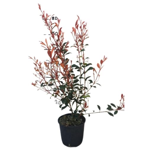 Vivaio Garden Forest Photinia x Fraseri Robusta Compacta, Rosso, Rami folti, Colore rosso, Pianta da vaso, Pianta da esterno, Rapida crescita, Pianta reale, Resistente al freddo, Vaso 18cm, H 80cm