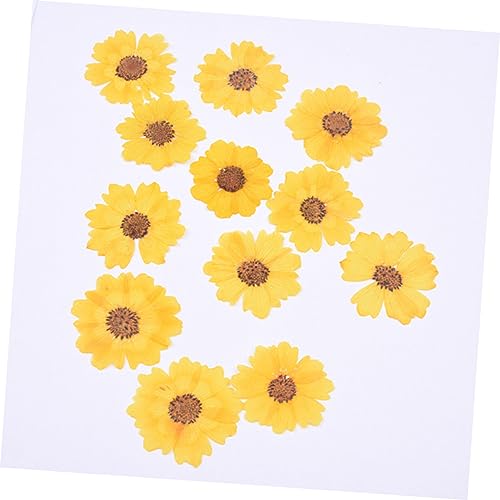 Flores Secas Margarita 120 pcs para Manualidades miniatura 5