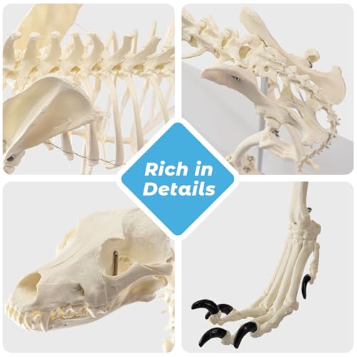 Image of NEW HORIZON Canine Skeleton Bone Model 19.3 inchx7.9 inchx13.8 inch Standard Size