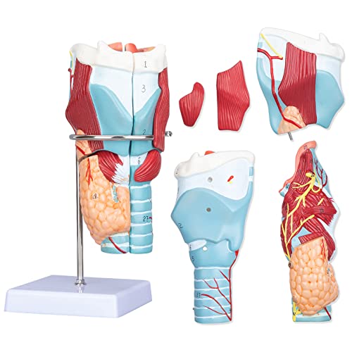 Image of Healthible Human Larynx Model - 2X Anatomically Detachable Throat Model for Hospital Classroom