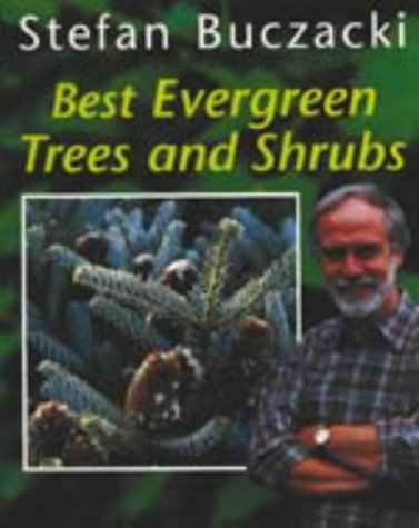 shrub plants evergreen