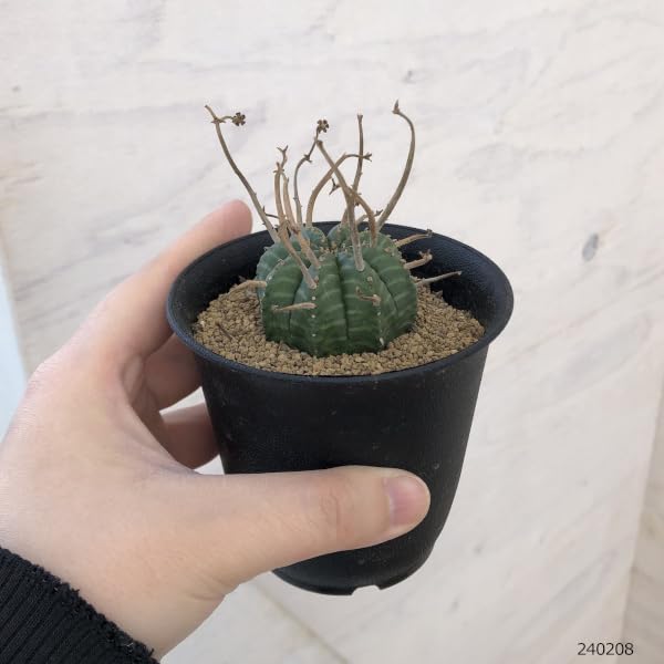 Amazon｜ユーフォルビア：バリダ 3号[多肉植物][厳選株]｜観葉植物