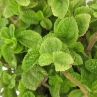 Pilea Green -pilea baby tears plant Pilea nummulariifolia, Live Plant (1 Live Plant in poly bag)-image-12