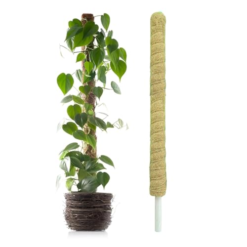 Image of Natural Moss Stick for Climbing Plants, Strong Support for Money Plant, Monstera, Pothos, Indoor Outdoor Use, Manual, 50 Grams (1, 3 Feet)