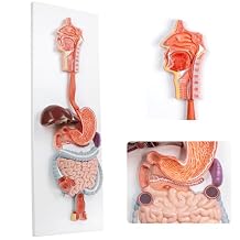 EVOTECH SCIENTIFIC Human Digestive System Anatomical Model, 2 Part Life Size Human Digestive System Anatomical Model with GI-Tract and Colon Organs for Medical Learning Research Education Display