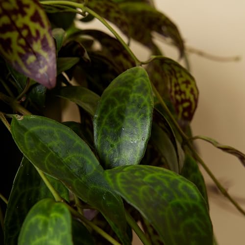 Plante d'intérieur Bloomique pour purifier l'air sans risque animaux - 6