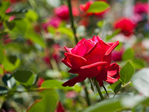 Amazon.co.jp: HELIOS 44M-5 58MM F2 RUSSIAN LENS FOR Sony E NEX