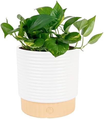 Costa Farms Golden Pothos Live Plant in Decorative Pot, Easy to M...