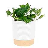 Costa Farms Golden Pothos Live Plant in Decorative Pot, Easy to Maintain, Air Purifying Indoor Houseplant, Home, Room, or Office Decor, Great House Warming or Birthday Gift, 12-14 Inches