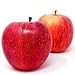 GALA APPLE TREE - 2 Year Old/4-5 Feet Tall