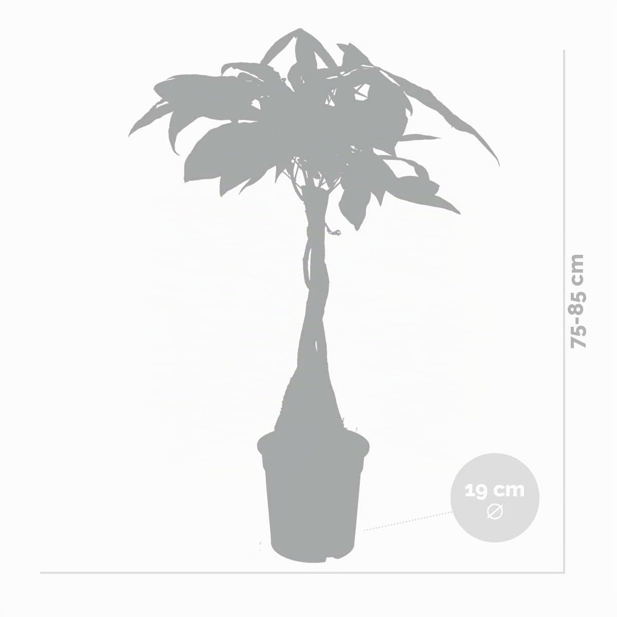 Bloomique - Set di 2 - Pachira Aquatica - Albero dei Soldi - Cacao d’Acqua - Pianta da Interno - Purifica l’Aria - Facile da Curare - Alte 60-70 cm - Vaso 17 cm