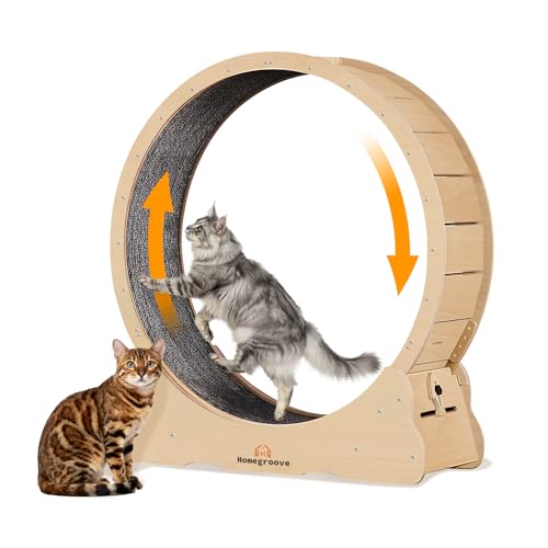 Image of Homegroove XXXL Giant Cat Wheel, 59 inch /150cm Extra Large Cat Exercise Wheel for Maine Coon & Large Cats - Spinal Alignment Design, Solid Wood Cat Treadmill with Safety Lock & Anti-Pinch Gap