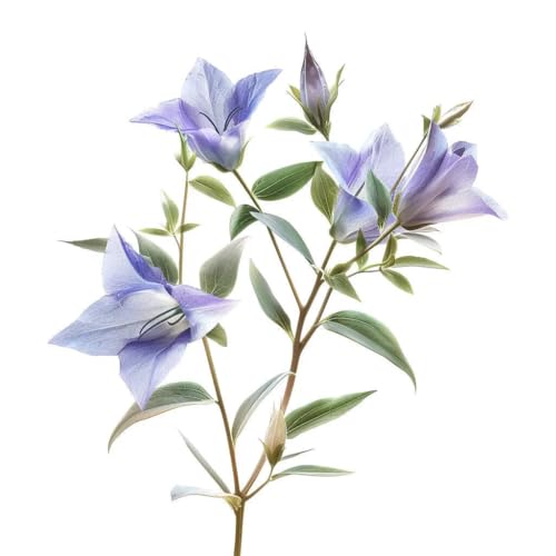 150 Graines de Campanules à grandes fleurs (Platycodon grandiflorus azul)