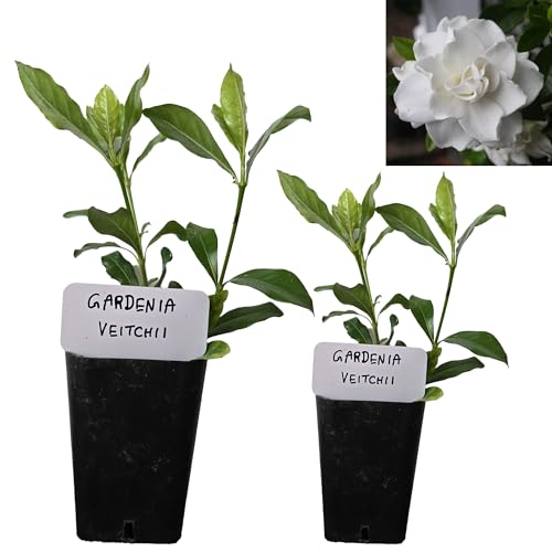 Gardenia Veitchii - Everblooming - Gardenia...