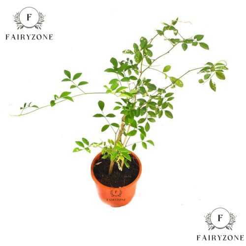 Image of Indoor Outdoor Flowering Plant Live Plants | Chameli (चमेली) Flower Jasmine Plant | White Flowering Plant | With Plastic Pot For Home & Garden Decore Pack Of 1(CHAMELI FLOWER PLANT)