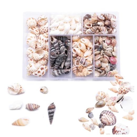 100 Pcs Mix Seashells for Crafts