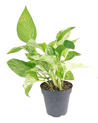Marble Queen Pothos (4" Grower Pot) - Best Air-Purifying Houseplant - Easy To Grow, Easy To Care Houseplants For Beginners - Colorful Foliage Indoor Houseplant For Home Office Decor #TOP1
