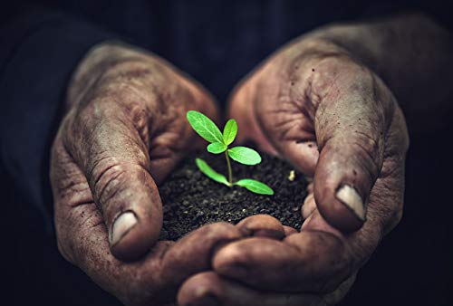 PILIX Nagelbürste Holz HART Borsten aus Kunststoff | Handbürste Nagelbürste 3 Bürsten | Nail Brush | Handwaschbürste hart gegen Schmutz | griffiger unbehandelter Holzkörper | Fingerbürste