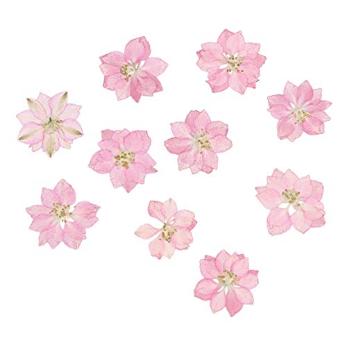HEALLILY 20Pcs Lifelike Enfeites de Flores Secas Flores Secas Flor de Mini Flores Secas para a Caixa