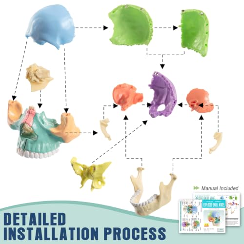Image of New Anatomy Skull Model 15 Parts Human Color Exploded Skull Detachable | Mini Palm-Sized, Medical Dental Clinic Teaching Equipment, Learning with Color Study Manual