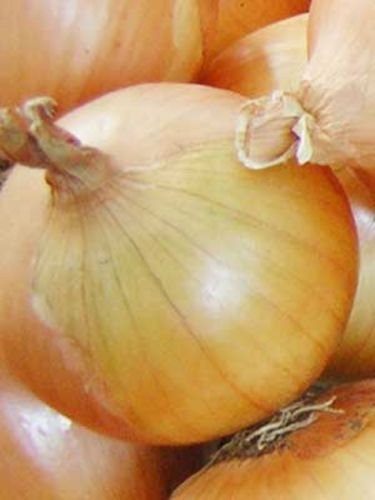 Graines d'oignon TEXAS EARLY GRANO Heirloom très sucrées et épicées: PAQUET DE 100 GRAINES