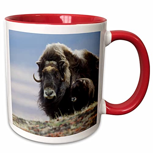 3dRose Danita Delimont - Baby Animals - Musk Ox 15oz Two-Tone Red Mug