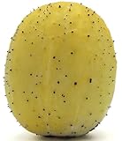 50 Lemon Cucumber Seeds - Heirloom Non-GMO USA Grown Vegetable Seeds for Planting - Baseball Sized Round Cucumber - Cucumis Sativus
