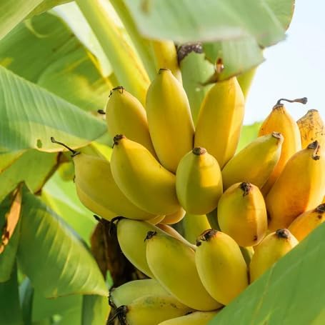 Plantain Vegetable Seeds Yellow 40pcs