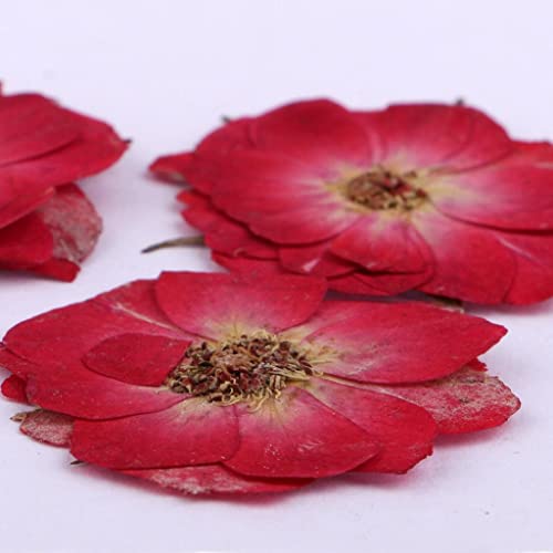 10 piezas flores secas prensadas para manualidades miniatura 7