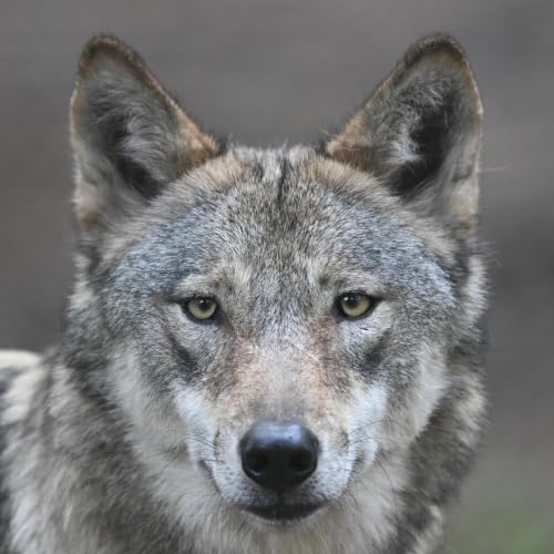 Streit um den Wolf - Rotk&auml;ppchens R&auml;uber