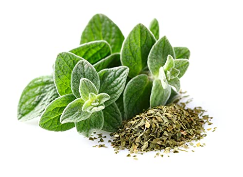 Greek Oregano Herb Seeds for Planting, 2500+ Seeds Per Packet, (Isla's Garden Seeds), Non GMO & Heirloom Seeds, Botanical Name: Origanum vulgare, Great Herb Garden Gift - Image 2