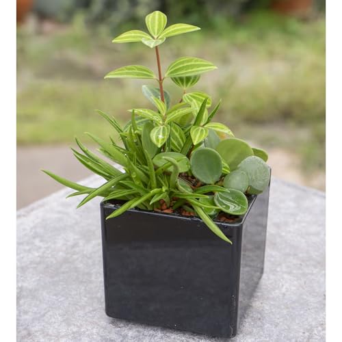 ϗtA yȂyy~A3~bNX ubN 1 Peperomia ͂Ȃ݂ǂ