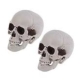 Sewroro 2 Stücke Lebensgröße Skelett Schädel Menschlicher Schädel Modell Kunststoff Menschlicher Kopf Skelettfiguren Skulptur Realistische Menschliche Kopf Knochen für Halloween