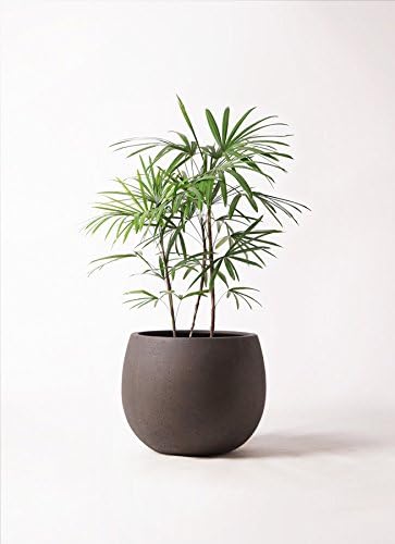 以上節約 Hitohana ひとはな シュロチク 棕櫚竹 8号 テラニアスロー