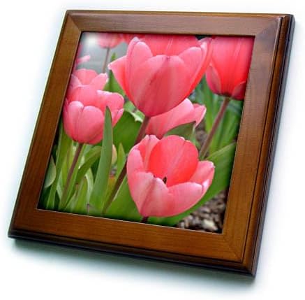 3dRose ft_22955_1 Pink Tulips-Framed Tile, 8 by 8-Inch