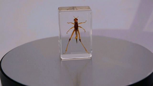 Image of 44mmm Real Grasshopper in Crystal Clear Lucite Resin Specimen Preserved GRIG Insect Taxidermy Crafts Collection for Biology Science Education & Desk Ornament Display Supplies