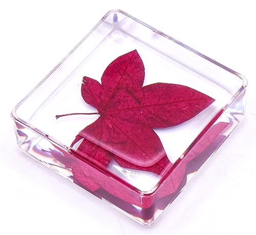 Image of 38mm Real Red Maple Leaf in Crystal Clear Lucite Resin Specimen Botanist Herb Herbarium Crafts Collection for Botany Science Education & Desk Ornament Display Small Paperweight
