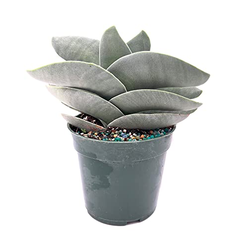 Ragnaroc Live Succulents – Crassula Falcata In 4” Pot - 1Ct - Live Arrival Guaranteed - Potted Succulents, House Plants For Home Decor & Gift #TOP12