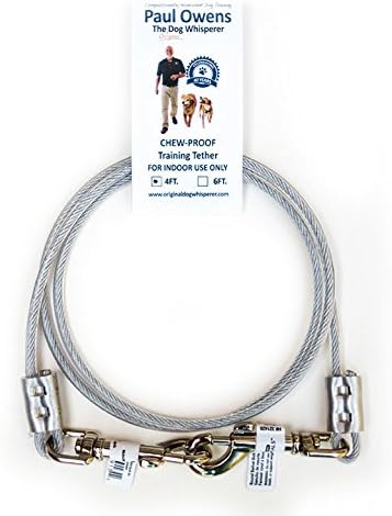 tether leash for dogs