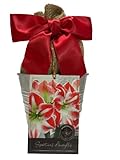 Amaryllis Holiday Gift Growing Kit, Includes an Rustic Tin Pot, Big Sparticus Bulb, and Professional Growing Medium!!!