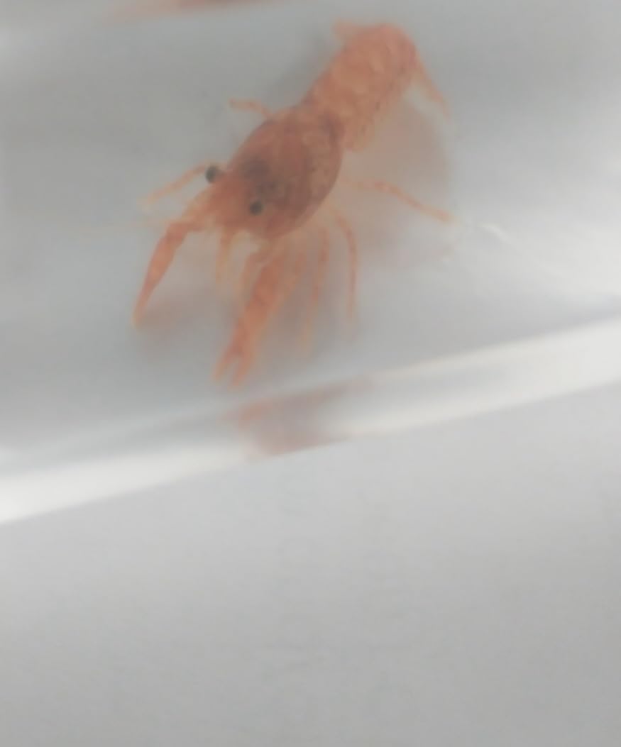 Mexican Dwarf Orange Crayfish (Cambarellus patzcuarensis) Breeding Pair, Male and Female, Live Freshwater Aquatic Pets