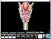 Vocal Parts, Pharynx & Larynx Anatomical Chart with Software Larynx and Vocal Fold ID Speech Language Pathology, SLP, Singing
