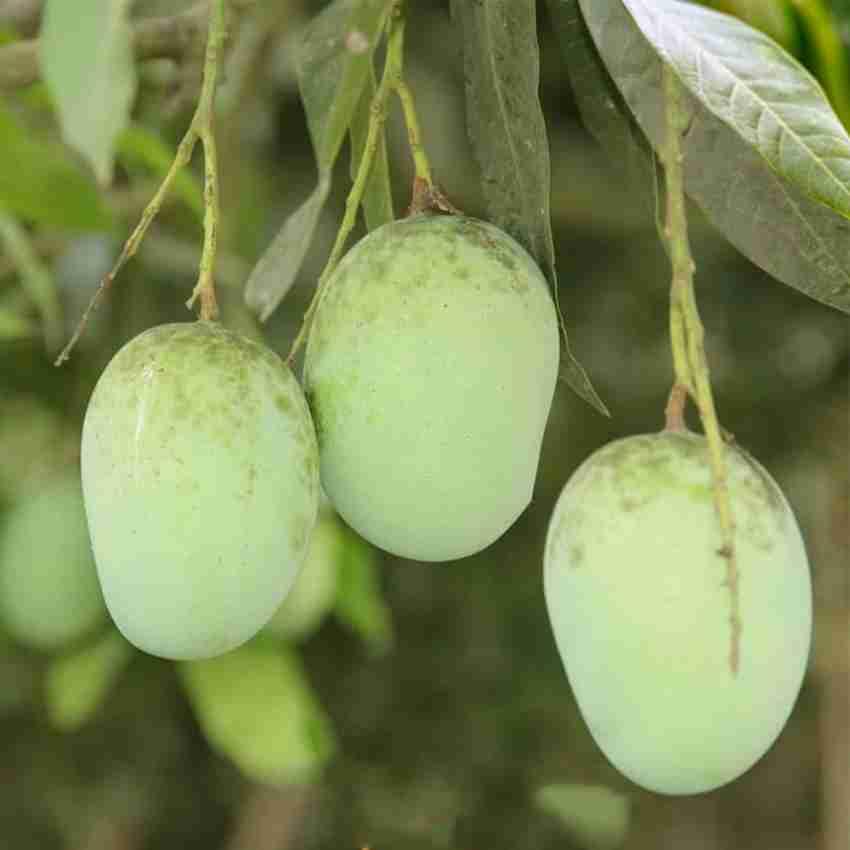 GreenEarth Original Langra Mango Grafted Plant (King Of Mango) Aam,Amba,Very Sweet in Taste (B0CD3GZQ1L) Amazon Price History, Amazon Price Tracker