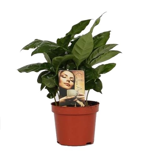 Planta del Café PREMIUM Planta de Interior Natural para Casa y Oficina