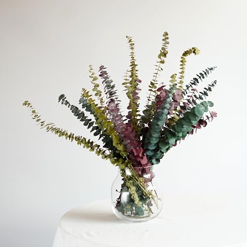 10 unidades Hojas de Eucalipto Seco Decorativo Natural miniatura 2