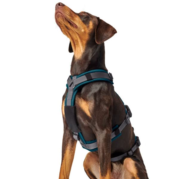 HUNTER Sicherheitsgeschirr Maldon Farbe Petrol/grau, Größe S-M